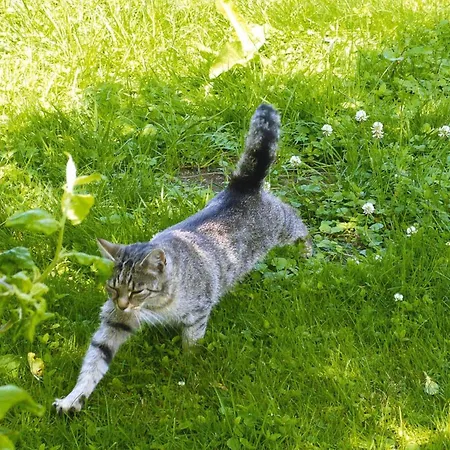 Home, Plau Am * Plau am See